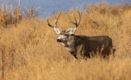 Mule Deer Buck in Autumn in Colorado