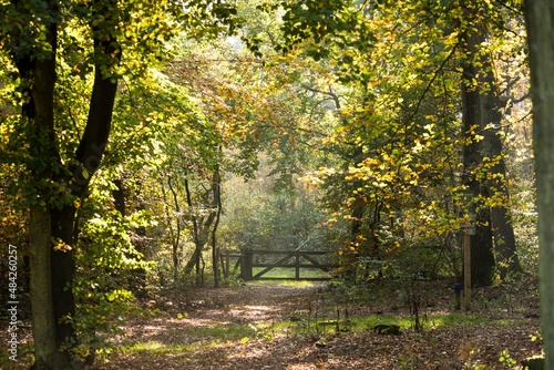 autumn in the forest