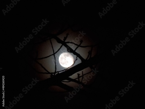 moon in the night inbetween trees