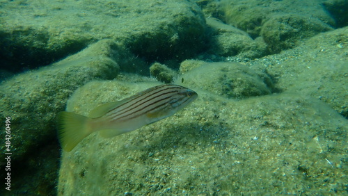 Goldblotch grouper (Epinephelus costae) undersea, Aegean Sea, Greece, Syros island
