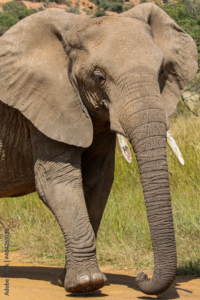 African Bush Elephant, Pilanesberg National Park