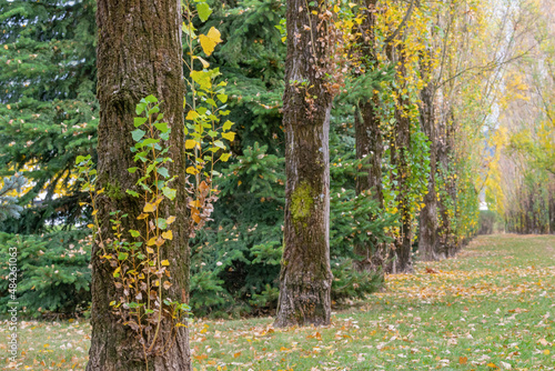 Trunk with autumn leaves in the park