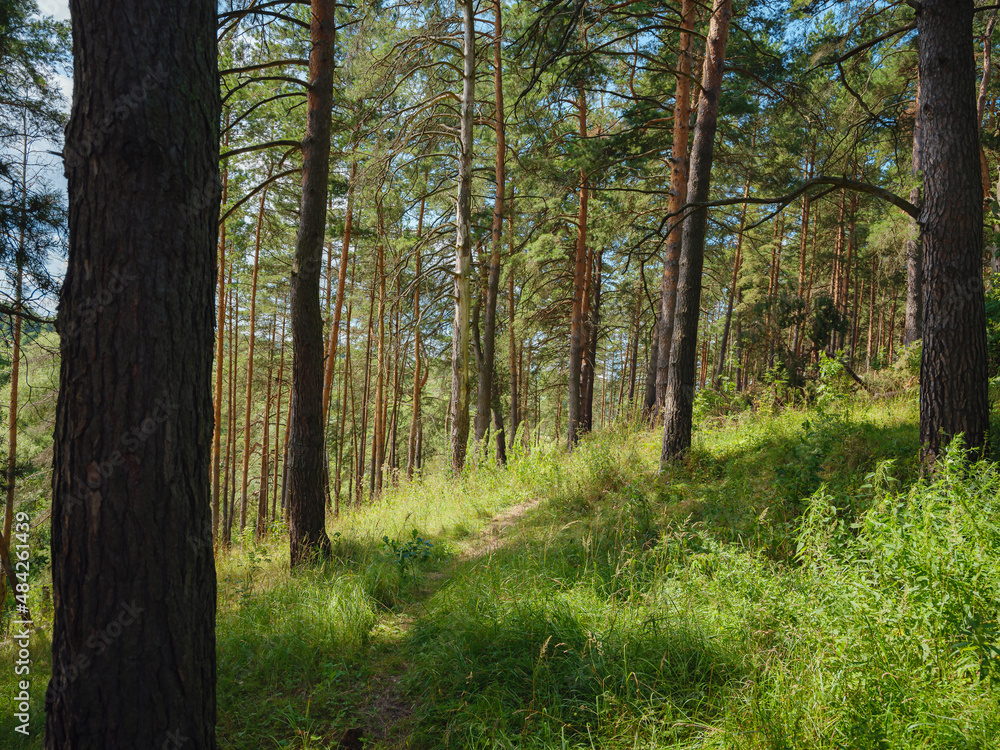 Fototapeta premium Travel in summer Russia, city of Borovsk, kaluga region , Protva river. traditional forest of central Russia