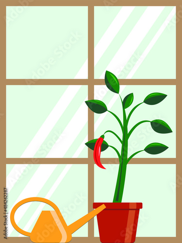 Vector graphics - a pepper sprout with green leaves and a red ripe pod in a flower pot on the windowsill and a yellow watering can and a space for copying. Concept gardening on the window