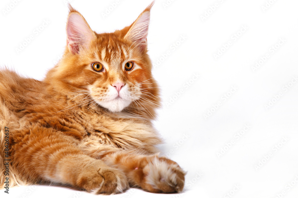Very beautiful young red Maine Coon cat.The largest cat.Big red cat.Maine Coon looking at the camera, isolated on white