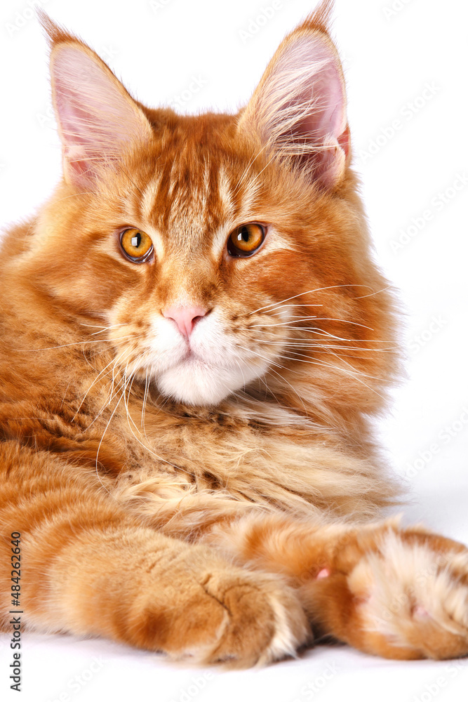 Very beautiful young red Maine Coon cat.The largest cat.Big red cat.Maine Coon looking at the camera, isolated on white