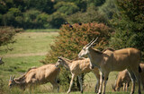 Family of Eland antelopes