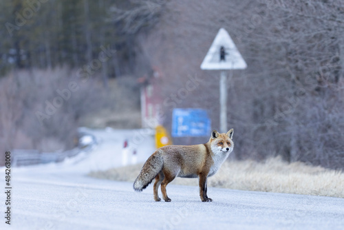 Confident fox in the middle of the road