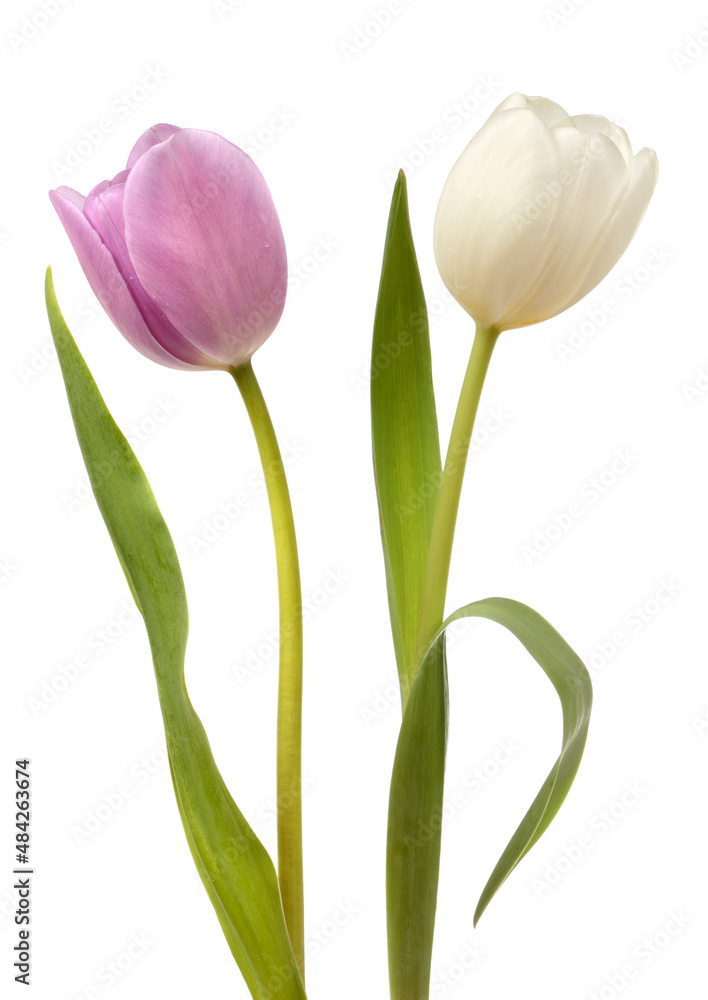 Fototapeta premium White and pink tulips