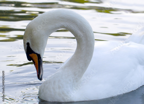 Closeup view of beautiful white swan