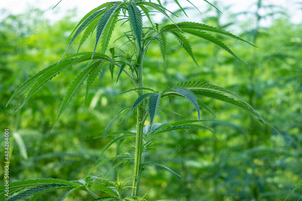Fototapeta premium cannabis grass in sunshine close up