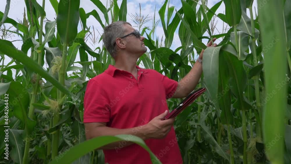 thoughtful male farmer in sunglasses checks corn sprouts standing in corn field and records in tablet closeup thoughtful male farmer in sunglasses checks corn sprouts standing in corn field and records in tablet closeup