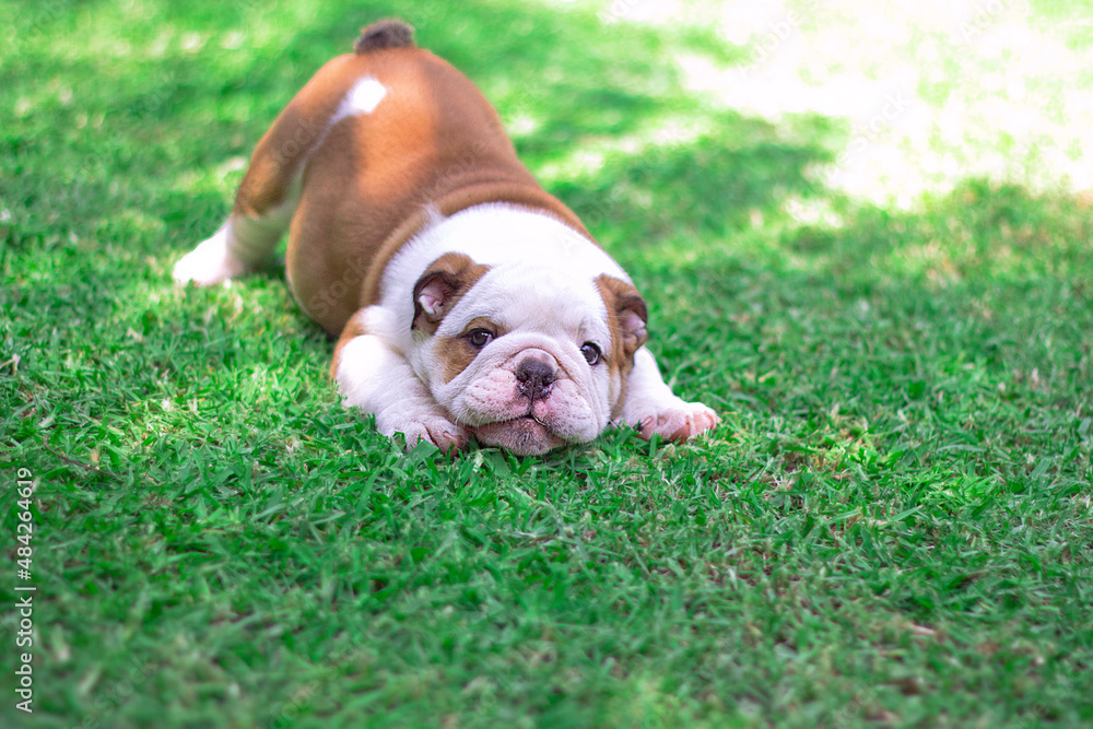 Brown and white English Bulldog puppy is lying with his backside raised on the garden. Playing looking sideways