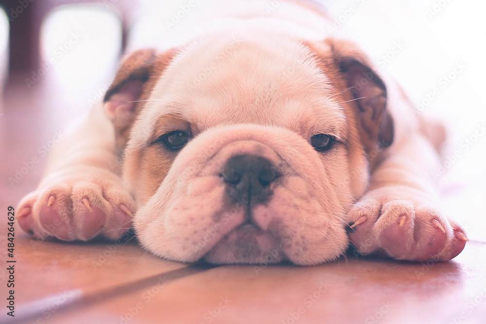 English Bulldog is a brown and white puppy lying on the floor facing the camera. Innocent and tender with his little pink paw prints. 