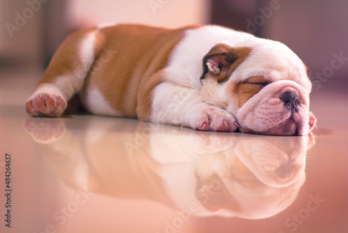 English Bulldog is a brown and white puppy sleeping on the floor in profile. Innocent and tender with his little pink paw prints. 