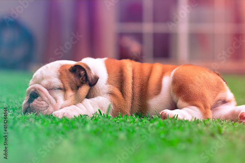 English Bulldog is brown and white puppy is sleeping and dreaming on the garden in profile. Innocent and tender.