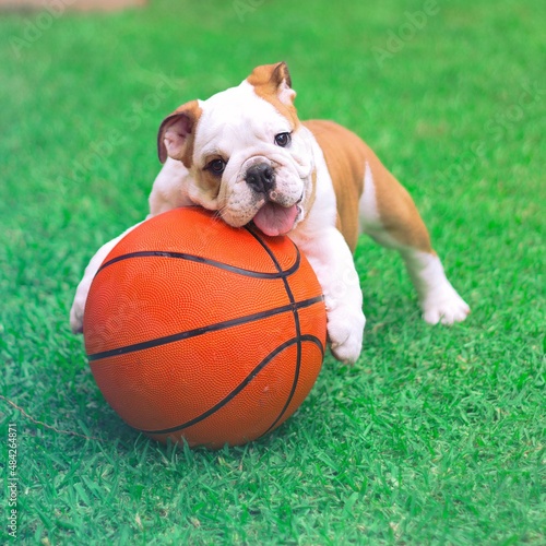 English Bulldog is brown and white puppy is hugging his basketball on the garden. Innocent, tender and funny, looking at the camera.