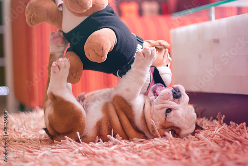 English Bulldog is brown with white puppy is playing with a stuffed animal on the carpet in profile. Innocent, cute and funny.
