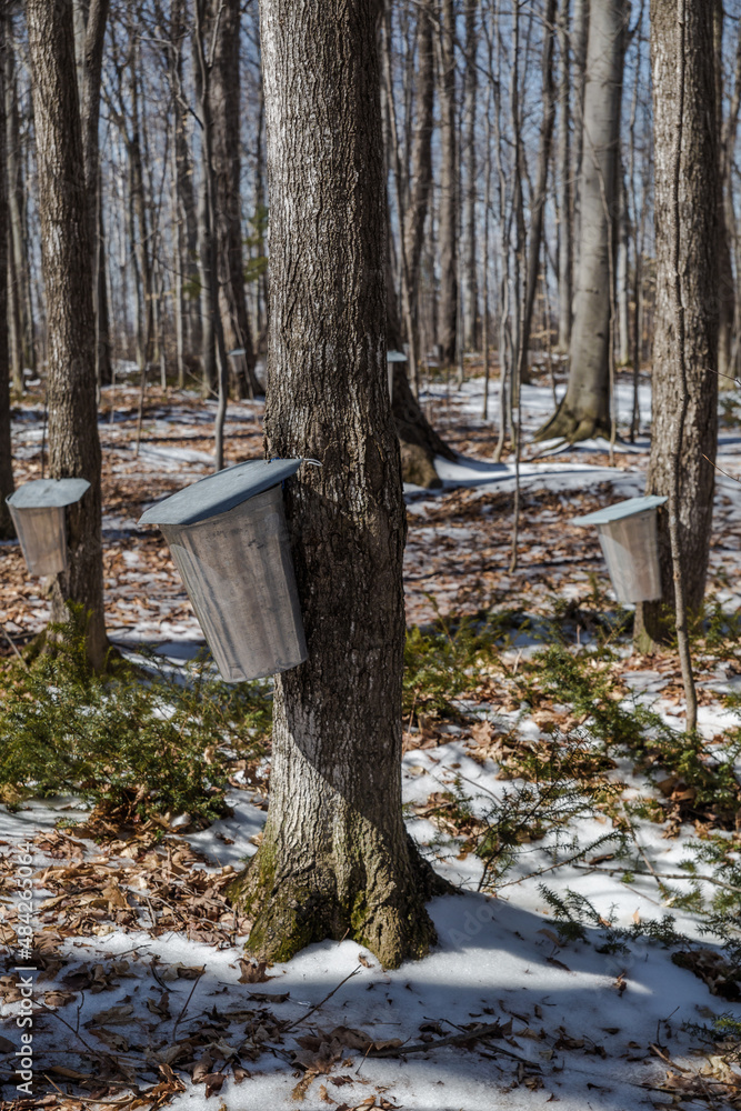 Maple Syrup Season