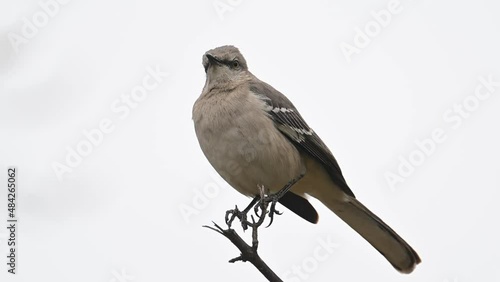  Northern mockingbird on branch closeup. photo
