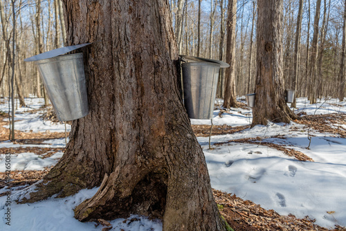 Maple Syrup Season
