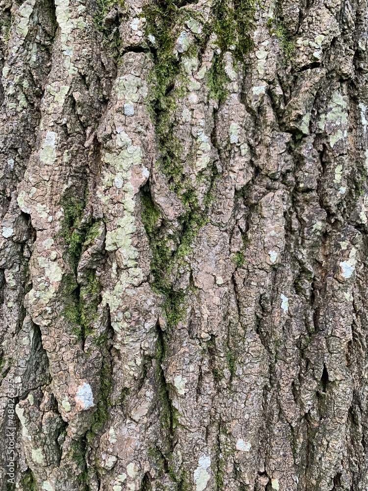 Big trunk of old aging tree crakes skin in park, expansion big stem aged. Natural created, wallpaper, background Big trunk of old aging tree crakes skin in park, expansion big stem aged. Natural created, wallpaper, background