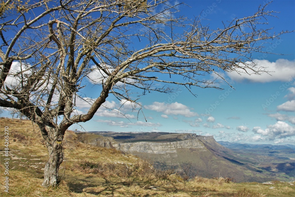 Árbol sin hojas en Sierra Salvada (Gorobel) Pais Vasco Árbol sin hojas en Sierra Salvada (Gorobel) Pais Vasco