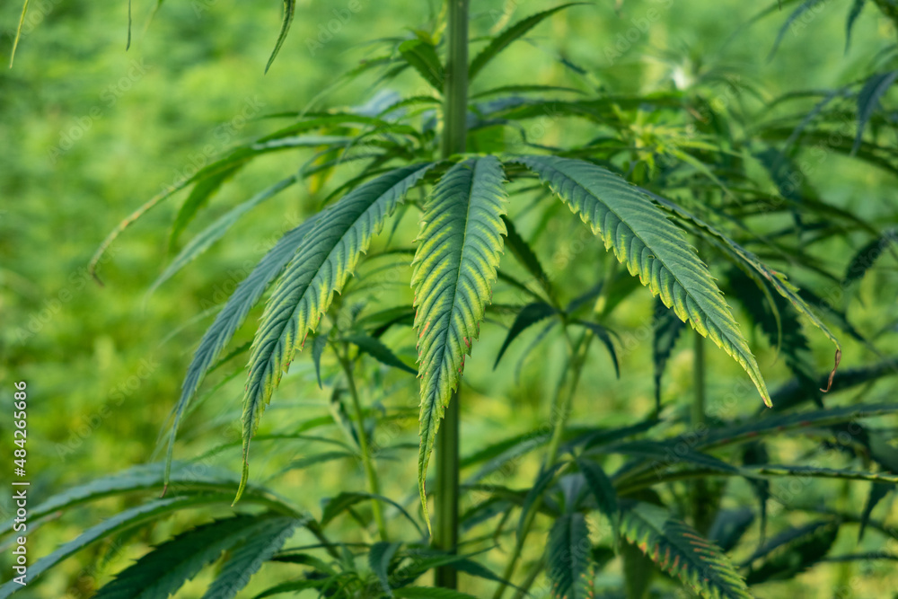 cannabis grass in sunshine close up cannabis grass in sunshine close up