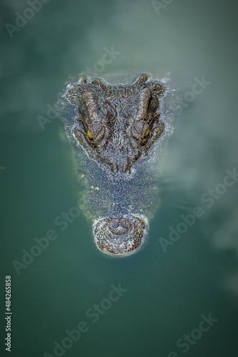 alligator in the water