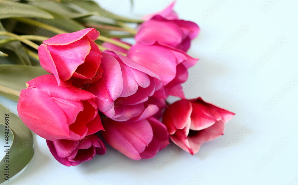 bouquet of dark pink tulip flowers on blue background selective focus, mother's day, women's day.
