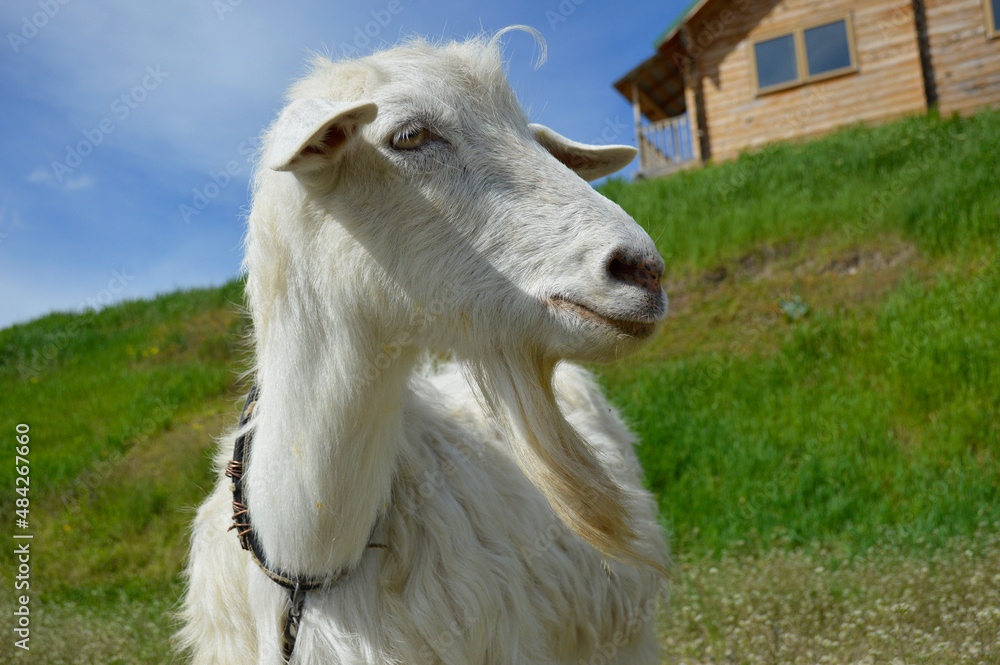 Fototapeta premium Close-up portrait of a white adult goat grazing on a green summer meadow in the countryside. the animal has no horns and has a long white beard