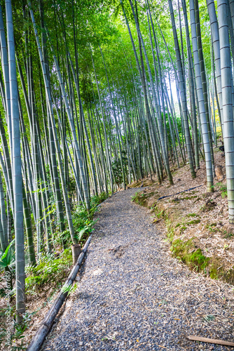 A pathway through a bamboo forest in the early morning at Kodaiji Temple in Kyoto Japan.
