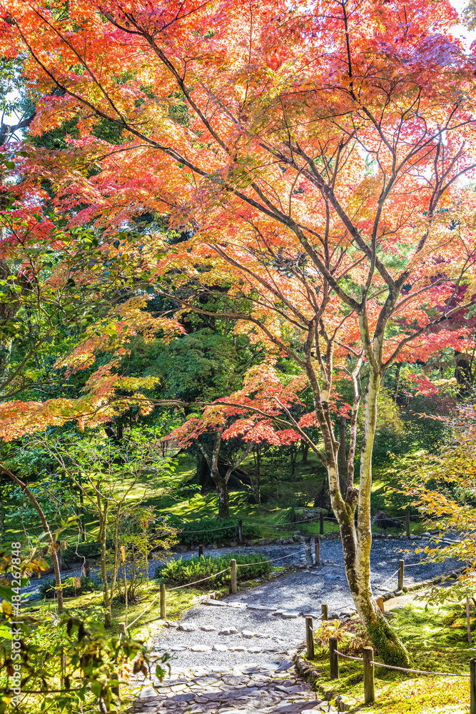 The brilliant colors of fall in Japan with sunlight on the grounds of the Tenryu-ji Temple.