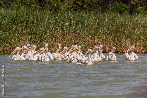 Great white pelicans (Pelecanus onocrotalus) at Tana lake, Ethiopia photo