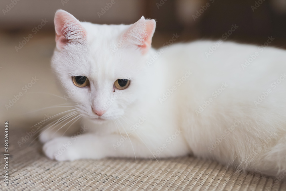 cute white rescued cat