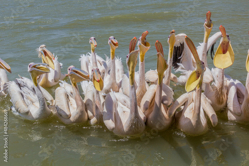 Great white pelicans (Pelecanus onocrotalus) at Tana lake, Ethiopia photo