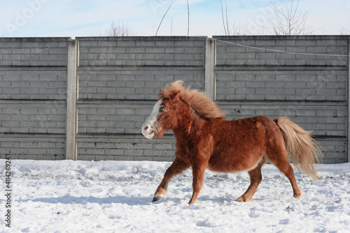 Wallpaper Mural horse in winter Torontodigital.ca