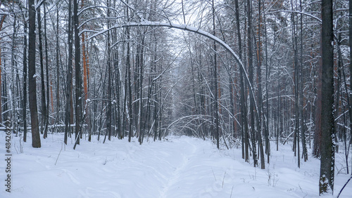 Ural winter. Snow-white trees, fairy-tale forest near the city of Miass (Ural)