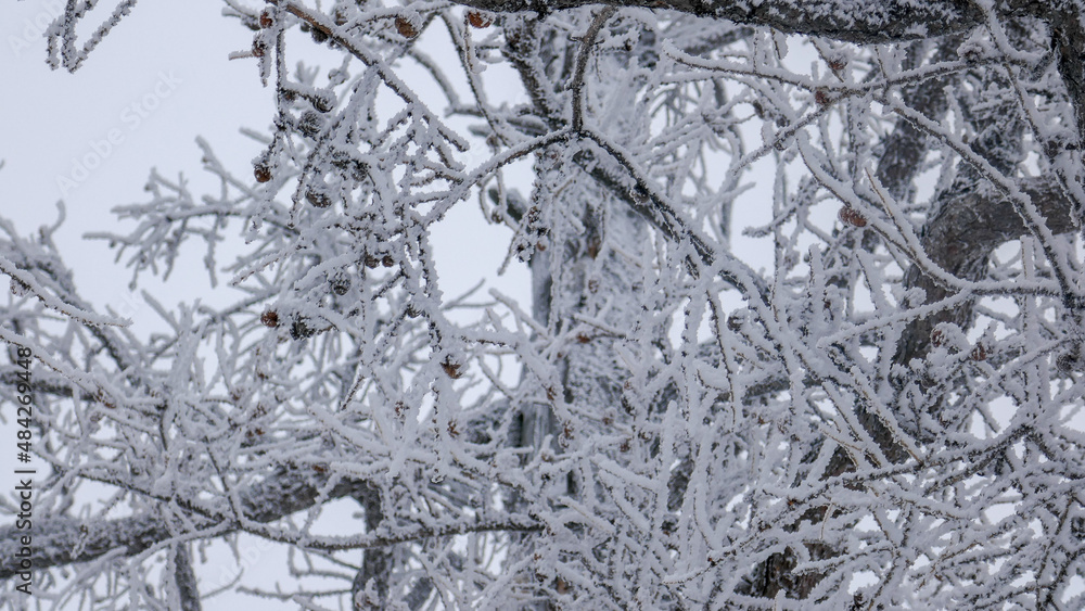 Ural winter. Snow-white trees, fairy-tale forest near the city of Miass (Ural) Ural winter. Snow-white trees, fairy-tale forest near the city of Miass (Ural)