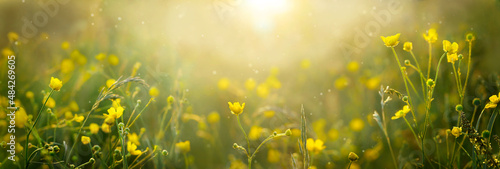 Spring nature blurred banner of wild buttercup flowers. Sunset  sunrise in a spring meadow  in a field