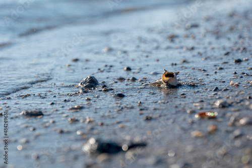 sandy beach dotted with small shells against the background of transparent sea water