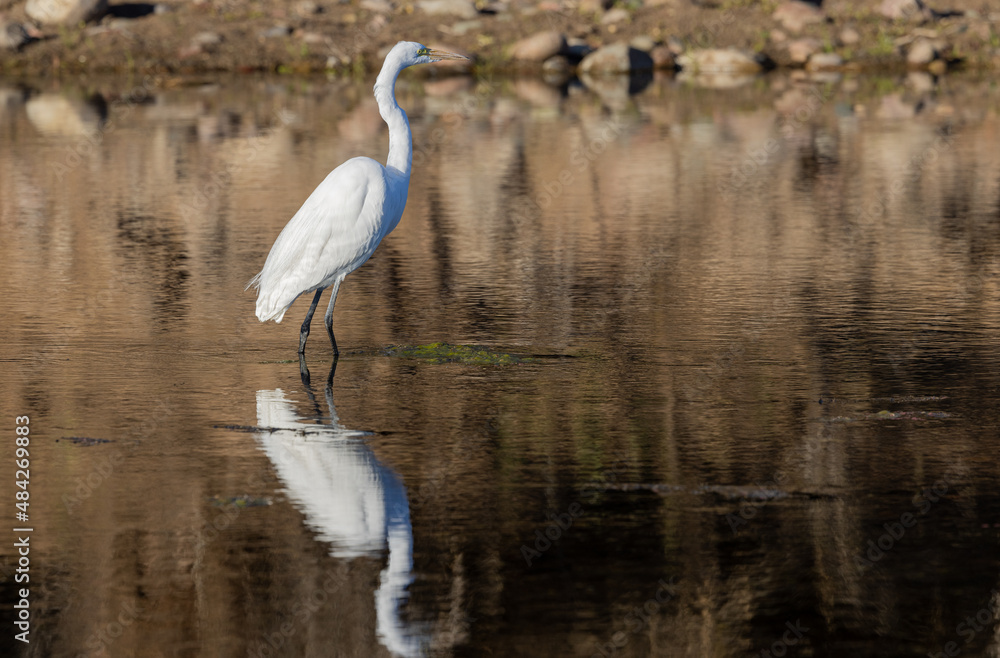 Naklejka premium Great Egret Reflection in a River