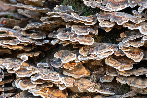 Close up of turkey tail (trametes versicolor) growing on a fallen tree in a forest
