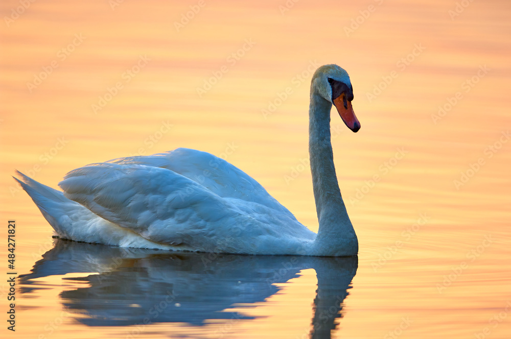 Obraz premium Swan on the lake at sunset.