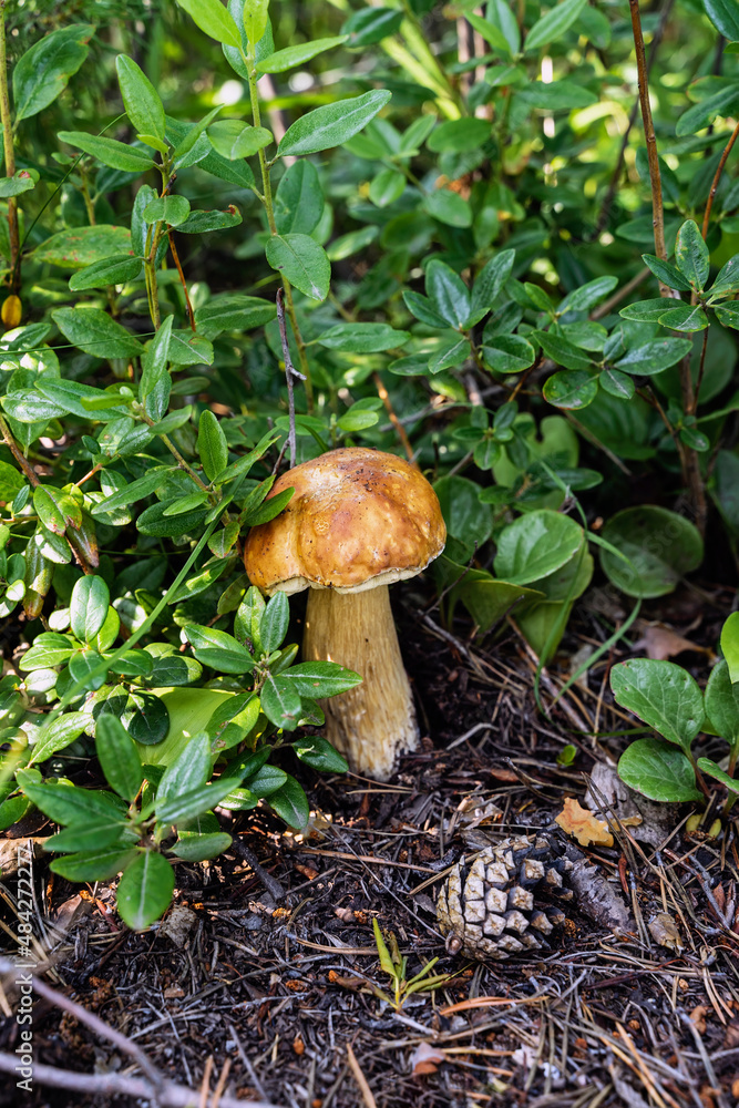 Close-up mushroom, Boletus edulis and fir cone close-up in forest Close-up mushroom, Boletus edulis and fir cone close-up in forest