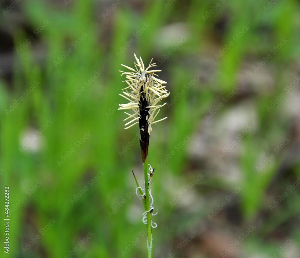 Hairy sedge (Carex pilosa) grows in the forest