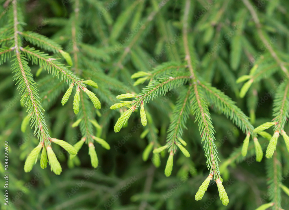 spruce tree, Picea, evergreen trees, Pinaceae, fir buds of a plant in spring close-up spruce tree, Picea, evergreen trees, Pinaceae, fir buds of a plant in spring close-up