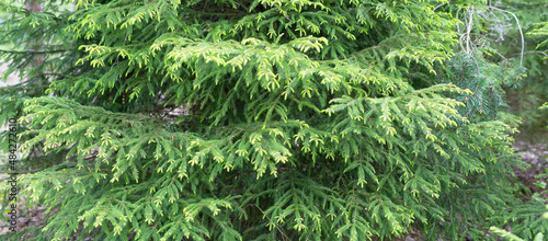 spruce  tree  Picea  evergreen trees  Pinaceae  fir buds of a plant in spring a large-format photo of several trees