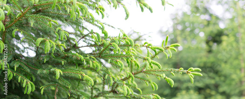 spruce  tree, Picea, evergreen trees, Pinaceae, fir buds of a plant in spring large-format background with copy space for text