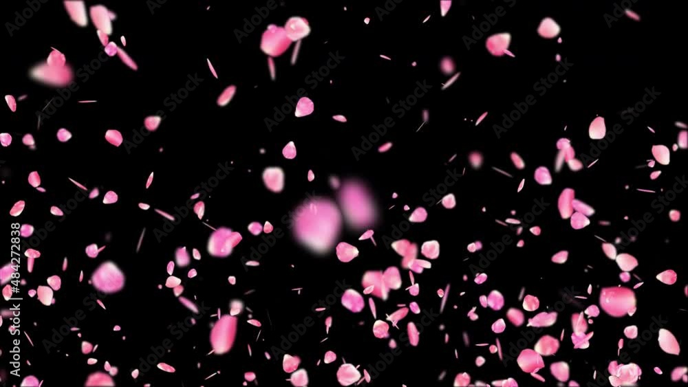 Pink rose petals flying on transparent background. Valentines day, Mother day, spring, summer, blossom background. Alpha channel seamless looping 4k Pink rose petals flying on transparent background. Valentines day, Mother day, spring, summer, blossom background. Alpha channel seamless looping 4k